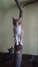 PEANUT, Katze, Hauskatze in Bulgarien - Bild 1