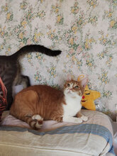 PEANUT, Katze, Hauskatze in Bulgarien - Bild 10