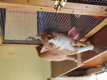 PEANUT, Katze, Hauskatze in Bulgarien - Bild 3