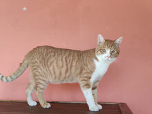 PEANUT, Katze, Hauskatze in Bulgarien - Bild 4