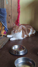 ALF, Katze, Hauskatze in Bulgarien - Bild 3