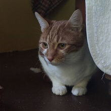 ALF, Katze, Hauskatze in Bulgarien - Bild 4
