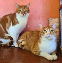 ALF, Katze, Hauskatze in Bulgarien - Bild 7