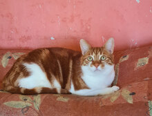ALF, Katze, Hauskatze in Bulgarien - Bild 8
