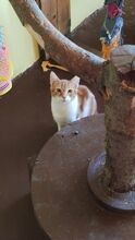 LEON, Katze, Hauskatze in Bulgarien - Bild 1