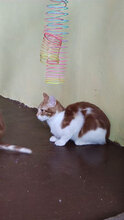 LEON, Katze, Hauskatze in Bulgarien - Bild 3