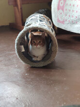 LEON, Katze, Hauskatze in Bulgarien - Bild 4