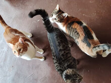 LEON, Katze, Hauskatze in Bulgarien - Bild 5