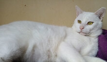 COCCO, Katze, Hauskatze in Bulgarien - Bild 3