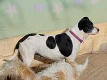 TANIA, Hund, Mischlingshund in Wollin - Bild 7