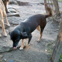 MADDY, Hund, Mischlingshund in Bulgarien - Bild 2