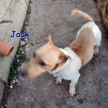 JACK, Hund, Jack Russell Terrier in Bulgarien - Bild 1