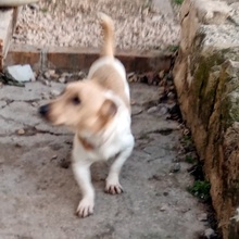 JACK, Hund, Jack Russell Terrier in Bulgarien - Bild 2