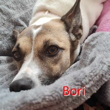 BORI, Hund, Mischlingshund in Zweibrücken - Bild 1