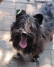 FINLEY, Hund, Zwergschnauzer-Mix in Rumänien - Bild 2