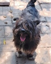 FINLEY, Hund, Zwergschnauzer-Mix in Rumänien - Bild 4