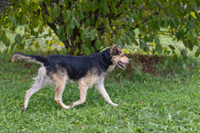 STRUPPI, Hund, Mischlingshund in Kroatien - Bild 4