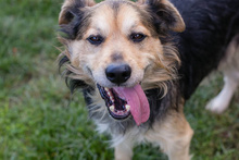 STRUPPI, Hund, Mischlingshund in Kroatien - Bild 5