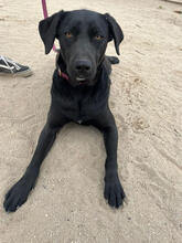 MEEKO, Hund, Labrador Retriever-Mix in Portugal - Bild 2