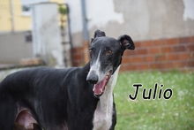 JULIO, Hund, Galgo Español in Offenbach - Bild 1