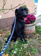 LOTTA, Hund, Mischlingshund in Ungarn - Bild 4