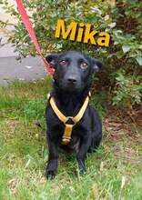 MIKA, Hund, Mischlingshund in Kroatien - Bild 1