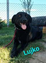 LUJKO, Hund, Labrador-Mix in Kroatien - Bild 1
