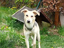 BLU, Hund, Mischlingshund in Oberviechtach - Bild 6
