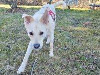 BACIO, Hund, Mischlingshund in Regnitzlosau - Bild 6