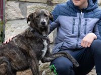 ANDY, Hund, Mischlingshund in Beerfelden - Bild 5