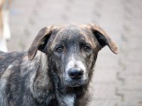ANDY, Hund, Mischlingshund in Beerfelden - Bild 6
