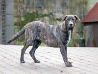 ANDY, Hund, Mischlingshund in Beerfelden - Bild 7