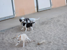CURZIO, Hund, Mischlingshund in Augsburg - Bild 20