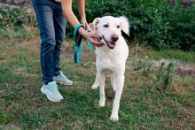 KENZI, Hund, Mischlingshund in Griechenland - Bild 3