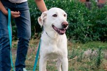 KENZI, Hund, Mischlingshund in Griechenland - Bild 4