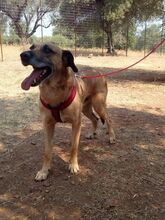 DENNIS, Hund, Mischlingshund in Griechenland - Bild 1