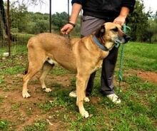 DENNIS, Hund, Mischlingshund in Griechenland - Bild 10