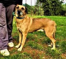 DENNIS, Hund, Mischlingshund in Griechenland - Bild 12