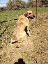 DENNIS, Hund, Mischlingshund in Griechenland - Bild 14