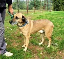 DENNIS, Hund, Mischlingshund in Griechenland - Bild 19