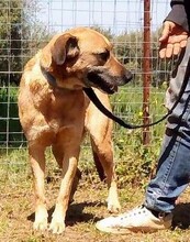 DENNIS, Hund, Mischlingshund in Griechenland - Bild 20