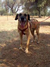 DENNIS, Hund, Mischlingshund in Griechenland - Bild 3