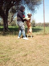 DENNIS, Hund, Mischlingshund in Griechenland - Bild 5