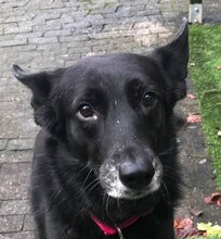 GINA, Hund, Mischlingshund in Oberhausen - Bild 1