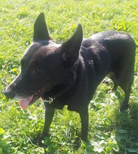 GINA, Hund, Mischlingshund in Oberhausen - Bild 17