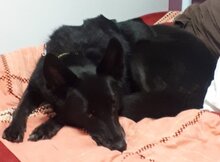 GINA, Hund, Mischlingshund in Oberhausen - Bild 21