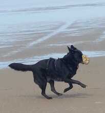 GINA, Hund, Mischlingshund in Oberhausen - Bild 22