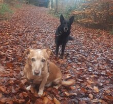 GINA, Hund, Mischlingshund in Oberhausen - Bild 9