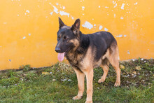 MAURICE, Hund, Deutscher Schäferhund-Mix in Kroatien - Bild 6