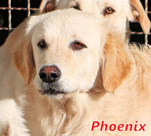 PHOENIX, Hund, Mischlingshund in Italien - Bild 1